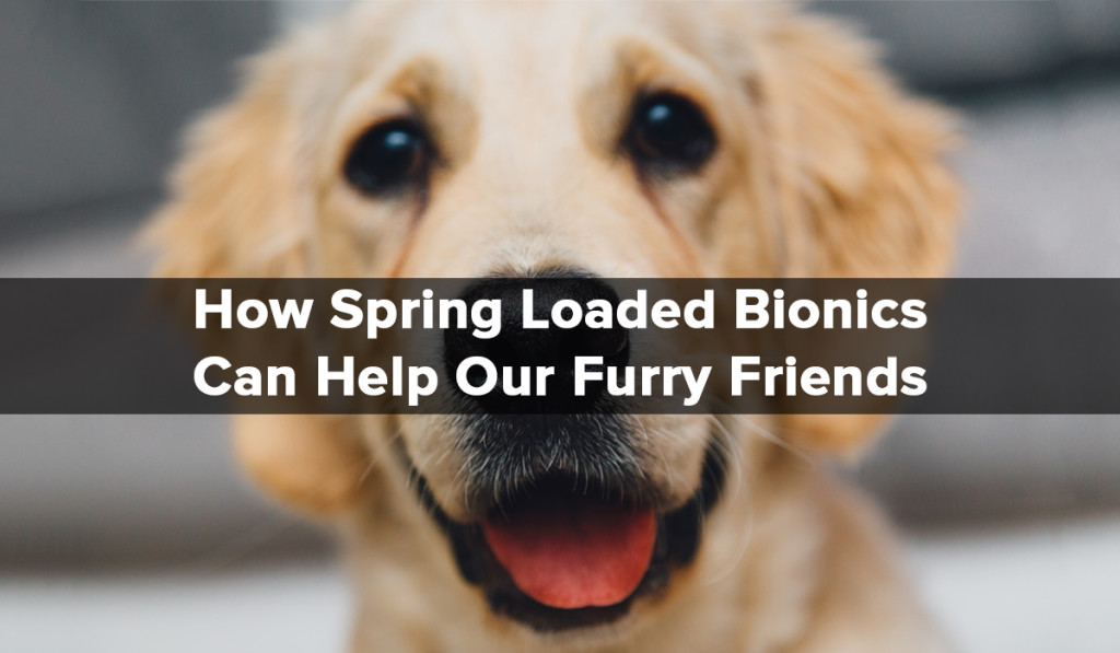 Spring Loaded Technology - Blog - Furry Friends