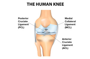 diagram human knee-ACL-PCL-MCL