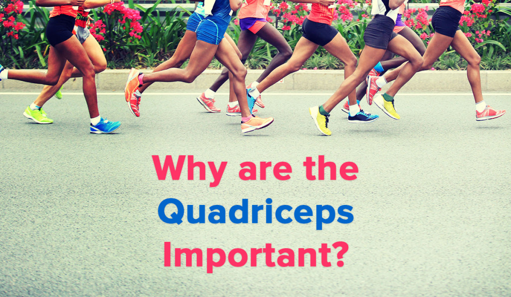 Spring Loaded Technology - Blog - Why are the Quadriceps Important